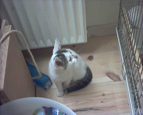 Blanding af racer Snøvsen - Fnyx, hva sker der? billede 16