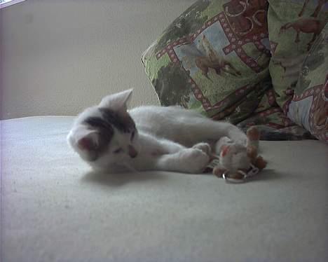 Blanding af racer Snøvsen - Jeg leger med min yndlingsbamse billede 17