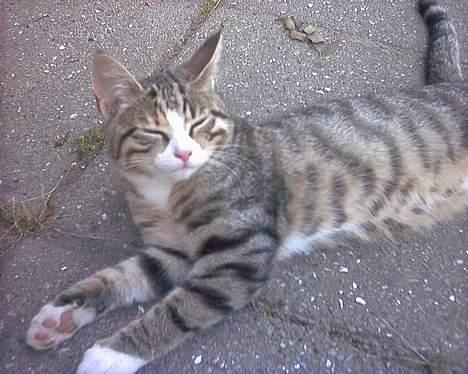 Blanding af racer Fie billede 1