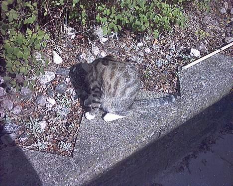 Blanding af racer Fie billede 2