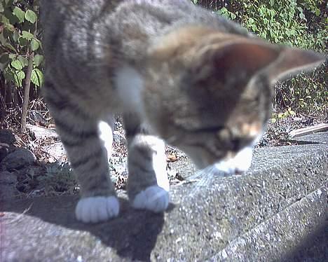 Blanding af racer Fie billede 3