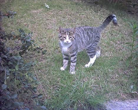 Blanding af racer Fie billede 5