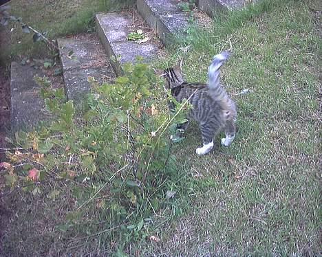 Blanding af racer Fie billede 6