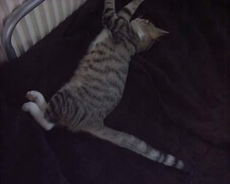 Blanding af racer Fie billede 7