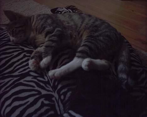 Blanding af racer Fie billede 8