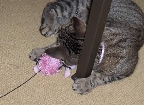 Blanding af racer Muffe - Muffe i leg igen igen billede 17