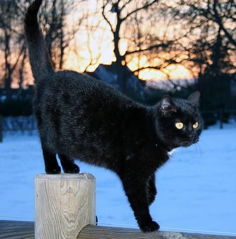 Blanding af racer Daisy ''Aflivet'' - Smukke Daisy <3 billede 1