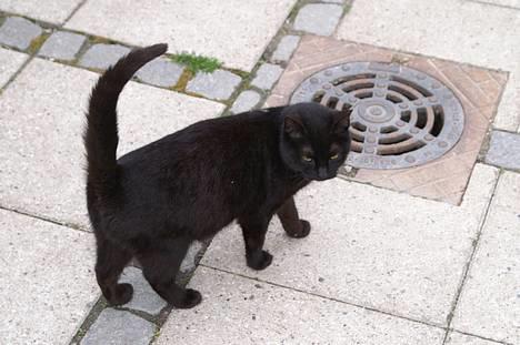 Blanding af racer Daisy ''Aflivet'' - daisy <3 billede 2