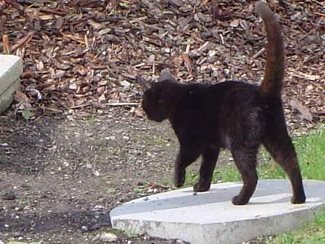 Blanding af racer Daisy ''Aflivet'' - daisy  billede 3