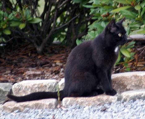 Blanding af racer Daisy ''Aflivet'' - Daisy i haven <3 . 26 juli 06 billede 4