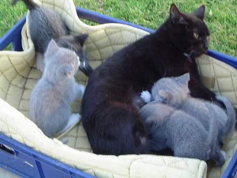 Blanding af racer Daisy ''Aflivet'' - Daisy med sit første kuld (de er allesammen givet væk til gode hjem) billede 5