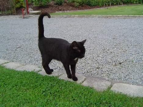 Blanding af racer Daisy ''Aflivet'' - Daisy <3 billede 6