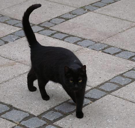 Blanding af racer Daisy ''Aflivet'' - Daisy 17 maj 2006 billede 7