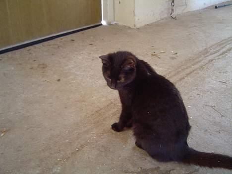 Blanding af racer Daisy ''Aflivet'' - Daisy i stalden billede 8