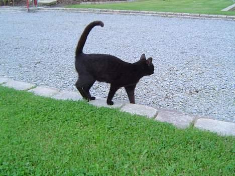 Blanding af racer Daisy ''Aflivet'' - Daisy <3 billede 9