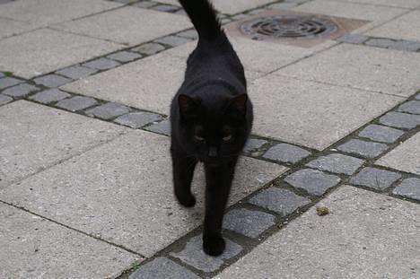 Blanding af racer Daisy ''Aflivet'' - Daisy billede 10