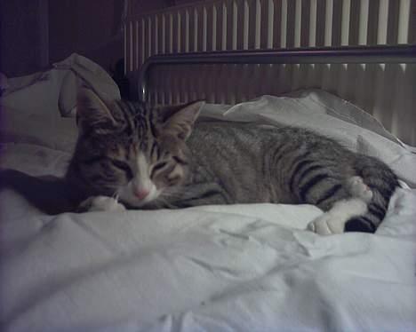 Blanding af racer Fie billede 9