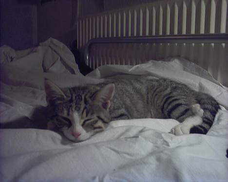 Blanding af racer Fie billede 10