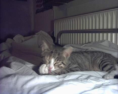 Blanding af racer Fie billede 11