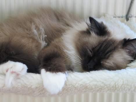 Ragdoll Gismo billede 1