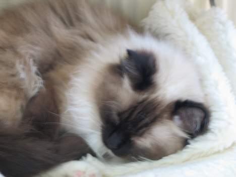 Ragdoll Gismo billede 2