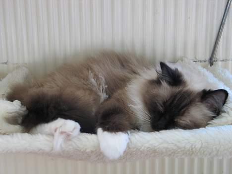 Ragdoll Gismo billede 3