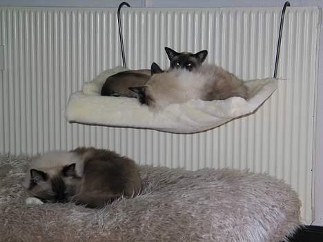 Ragdoll Gismo billede 4