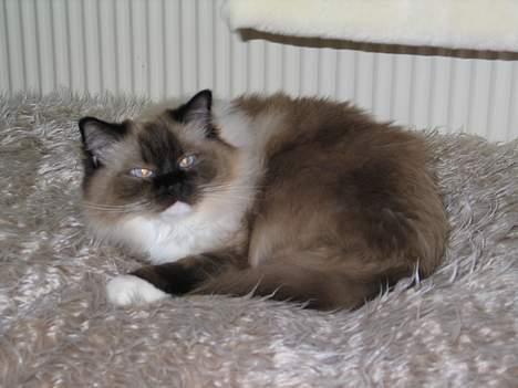 Ragdoll Gismo billede 5