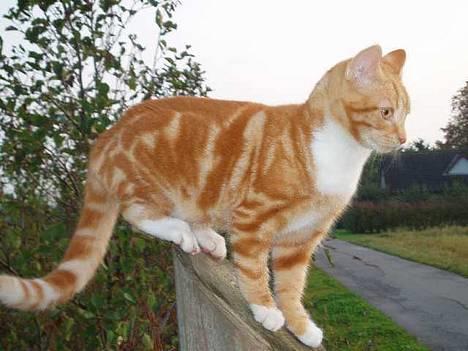 Blanding af racer Tiger heder nu leo.... billede 1