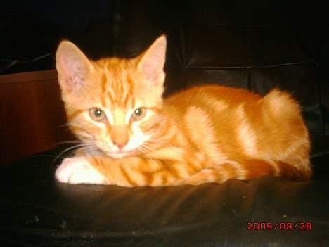 Blanding af racer Tiger heder nu leo.... billede 2