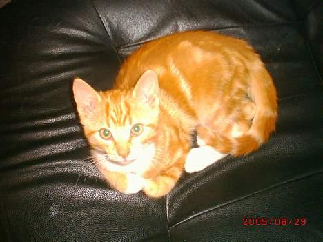 Blanding af racer Tiger heder nu leo.... billede 3