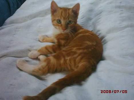 Blanding af racer Tiger heder nu leo.... billede 4