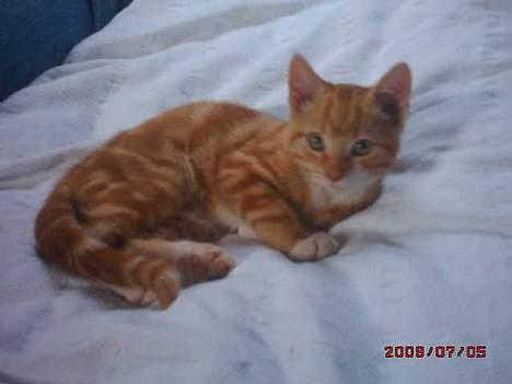 Blanding af racer Tiger heder nu leo.... billede 5