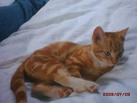 Blanding af racer Tiger heder nu leo.... billede 6