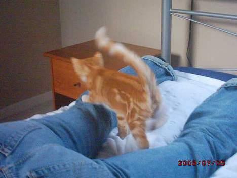 Blanding af racer Tiger heder nu leo.... billede 7