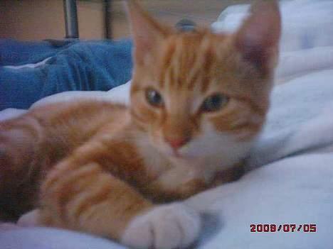 Blanding af racer Tiger heder nu leo.... billede 8