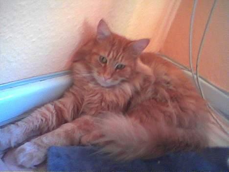 Maine Coon Redneck - Slænger sig! billede 8