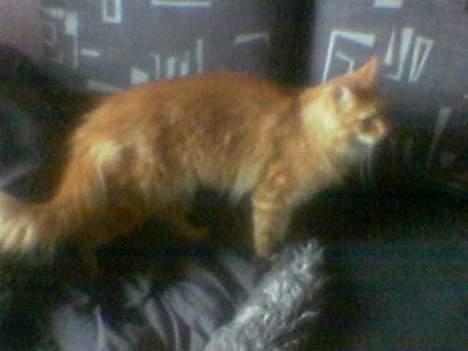 Maine Coon Redneck - Hvad mon det er der er derhenne?! Kan det ædes?! billede 9