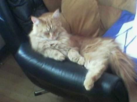 Maine Coon Redneck - Så er der dømt fladeri! billede 10