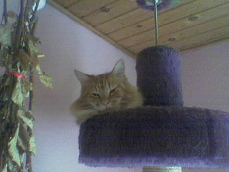 Maine Coon Redneck - Helt til tops.. Han ved ikke noget bedre end at ligge helt oppe under loftet!  billede 11