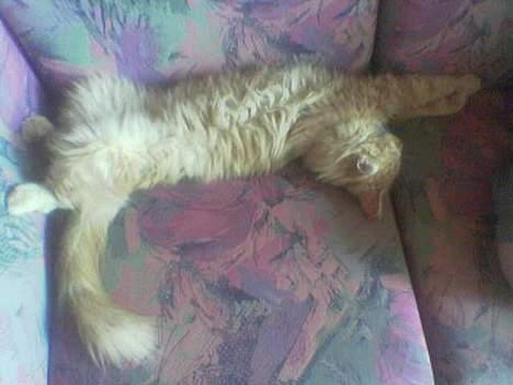 Maine Coon Redneck - Mærkelige sovestillinger! billede 12