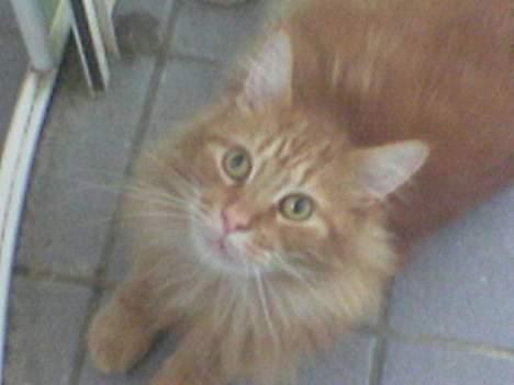 Maine Coon Redneck - Ligger i brusekabinen.. billede 13