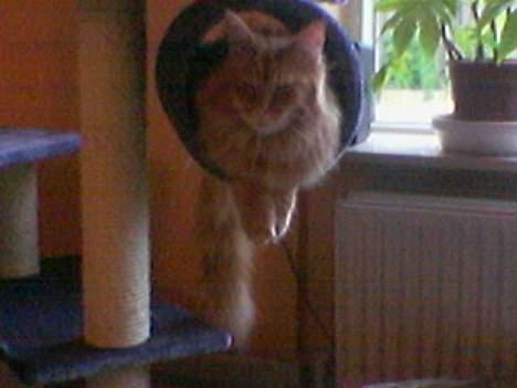 Maine Coon Redneck - JEG KOM IND! Men hvordan dælen skal jeg komme ud?!!!! billede 14