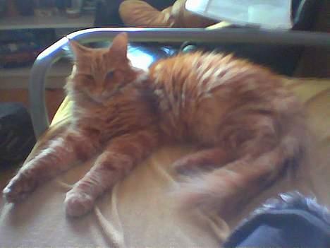 Maine Coon Redneck - Dase-kat! billede 15