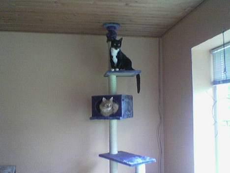 Maine Coon Redneck - Hule-missen!:D billede 16