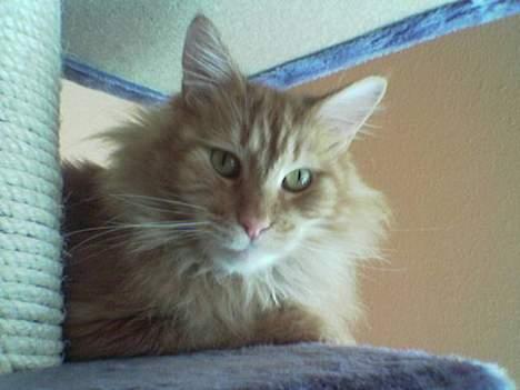 Maine Coon Redneck - Lad være med at forstyrre mig!! Jeg VIL sove!!! billede 17