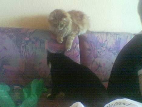 Maine Coon Redneck - Hva så Bimmer?! Et pap på lampen?! billede 18