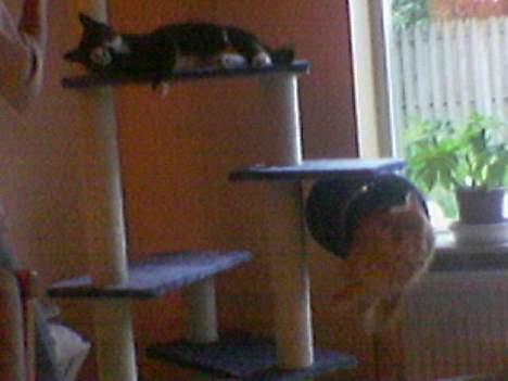 Maine Coon Redneck - 2 dasekatte og Redneck har ikke fundet ud af at komme ud endnu! billede 19