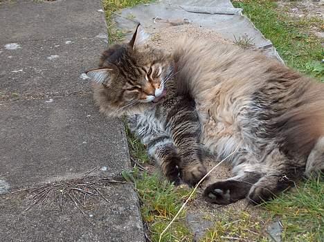 Maine Coon Valde billede 10