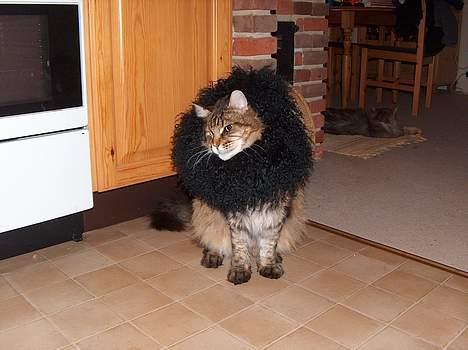 Maine Coon Valde - Den store løve har fået en ekstra manke... billede 11